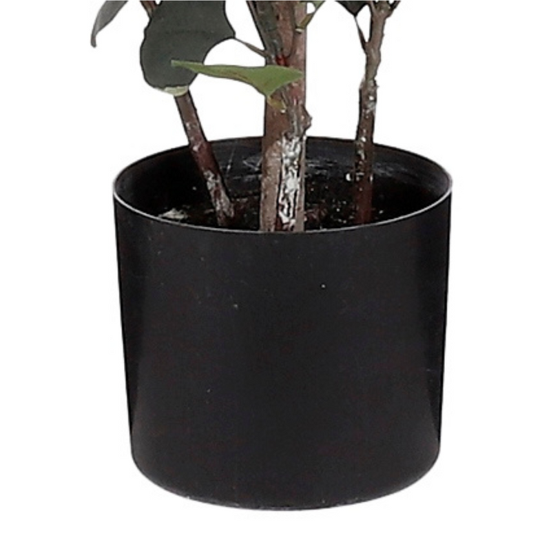 Eucalyptus 150 x 30 cm