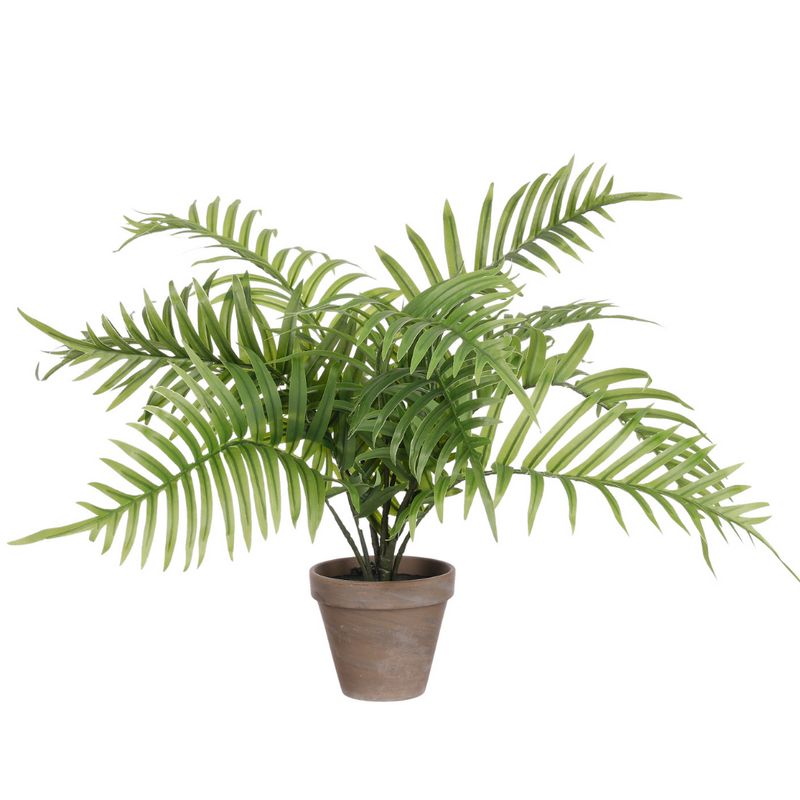 Areca Palm in Pot