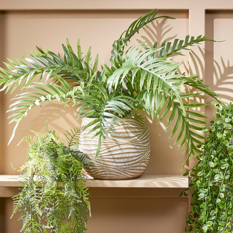 Areca Palm in Pot