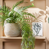 Areca Palm in Pot