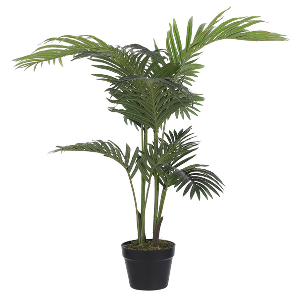 Areca Palm 100 x 70cm