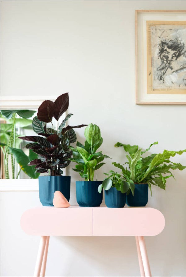 Vibes Indoor Planters