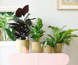 Vibes Indoor Planters