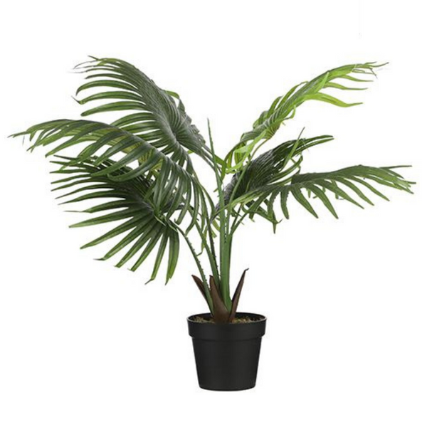 Fan Palm 80 x 80 cm